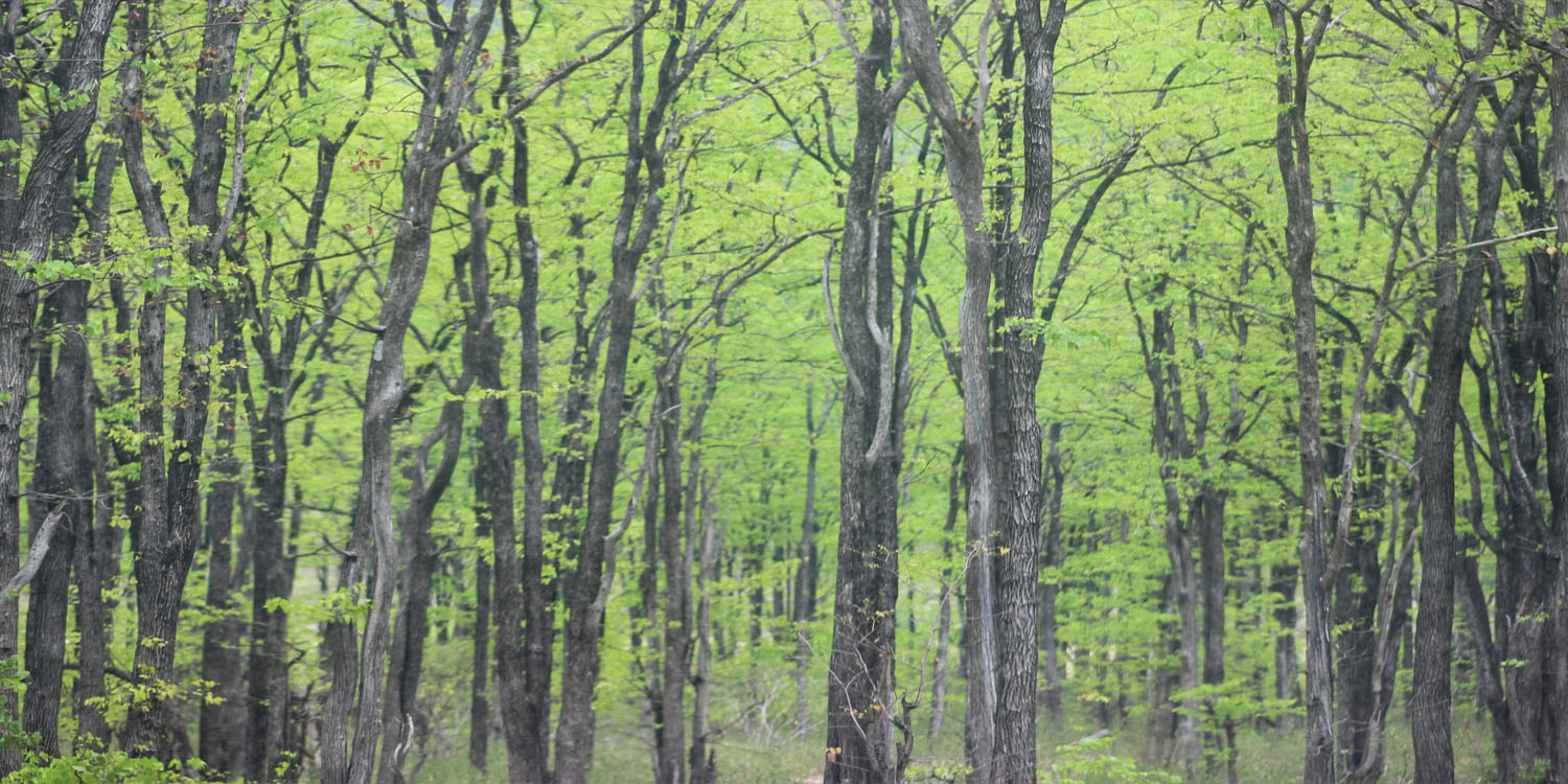 MOPANE WOODLAND