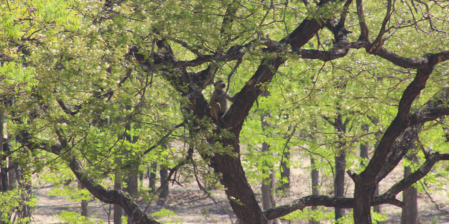 A BABOON