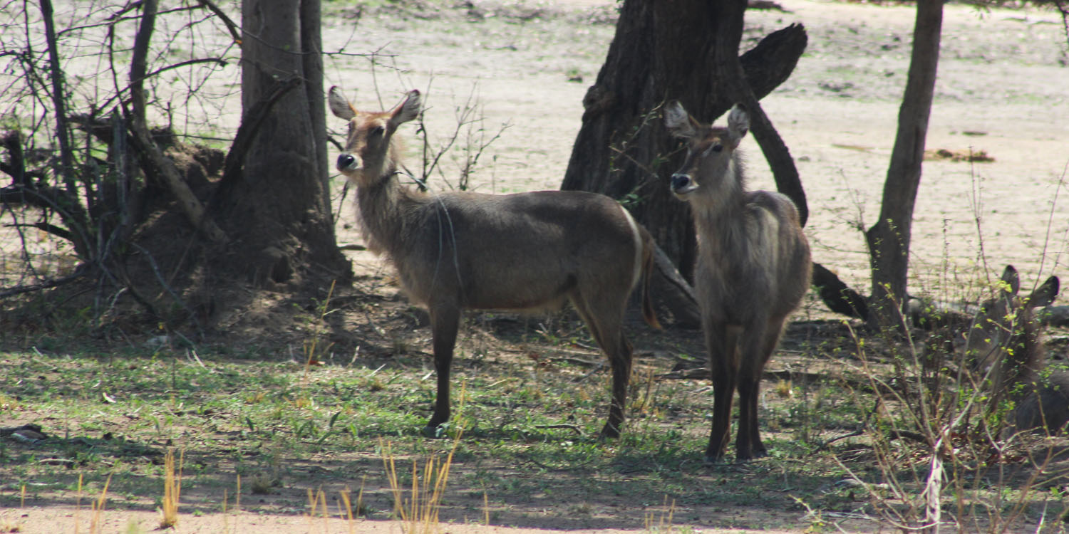 WATER BUCKS