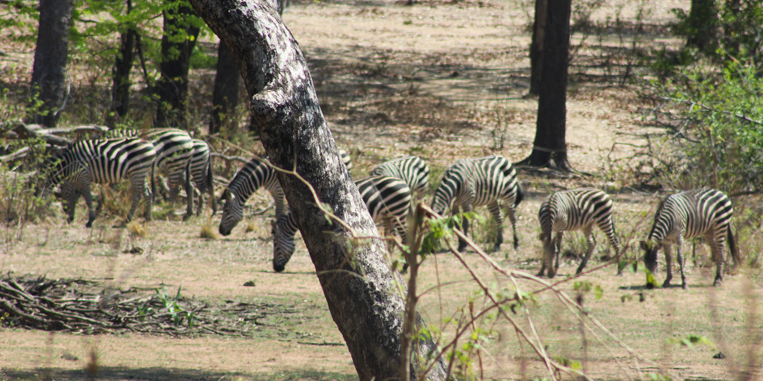 ZEBRAS