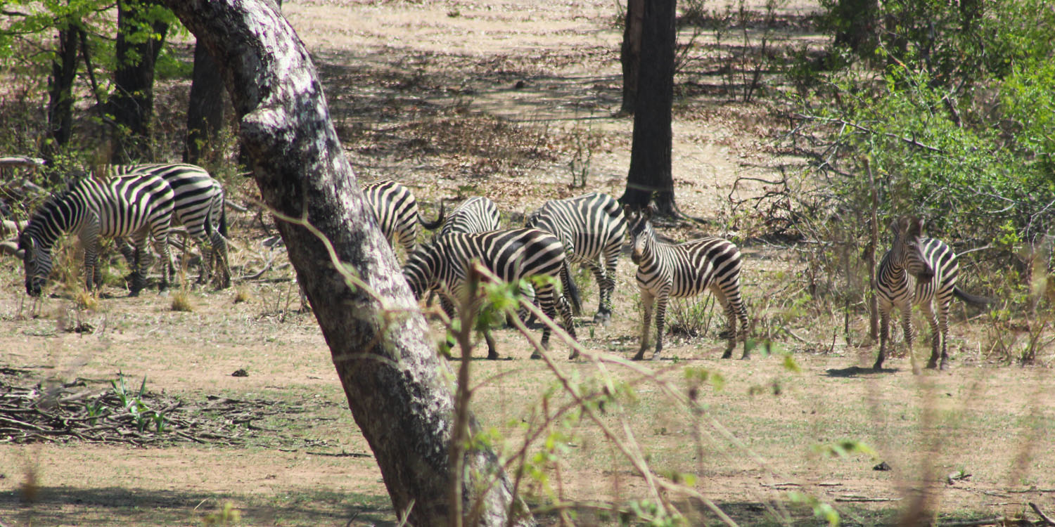 ZEBRAS