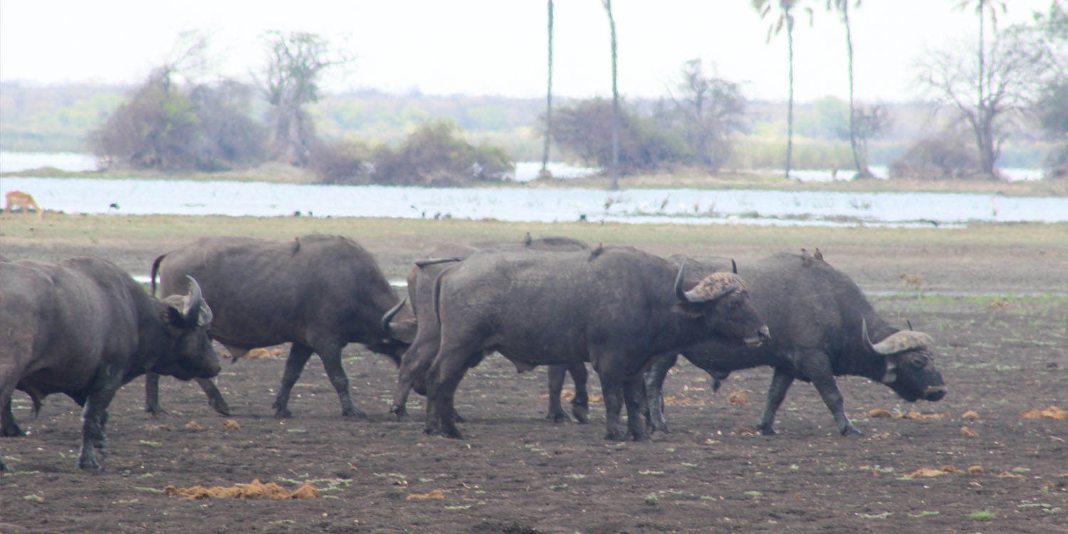 BUFFALOS