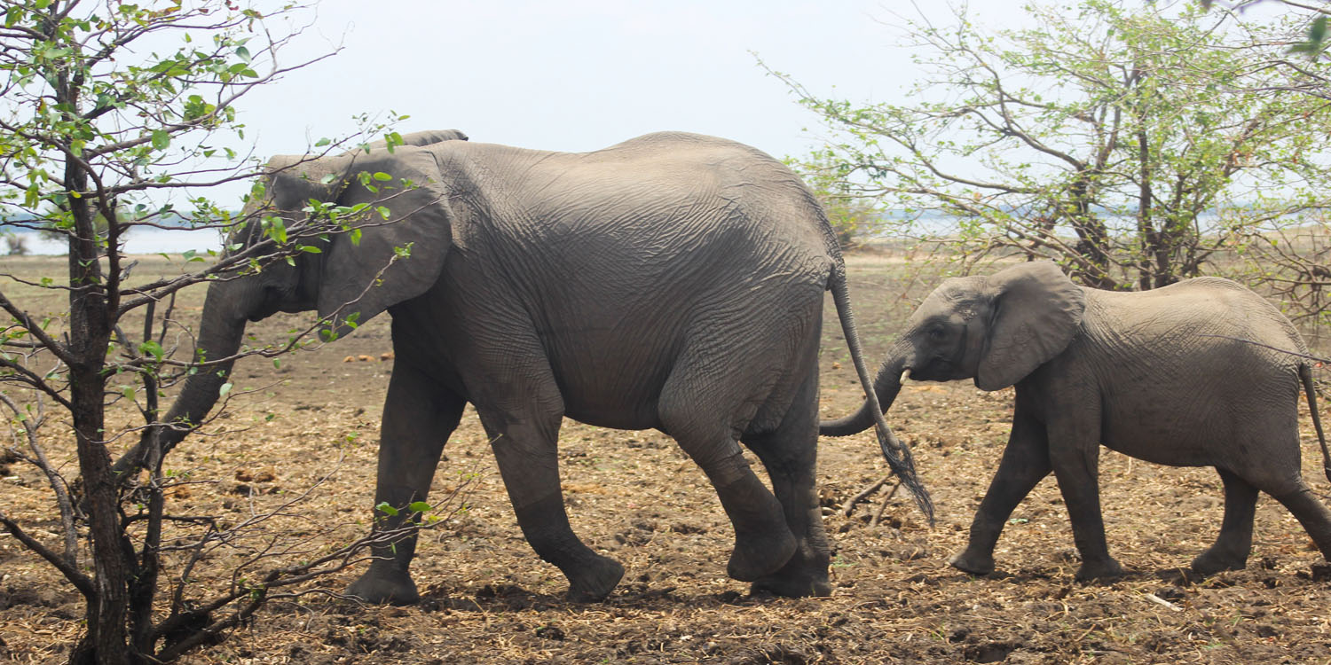 ELEPHANTS